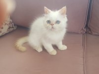 Süt Oğlan İran Kedisi