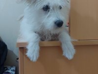 5 aylık 0 numara dişi terrier