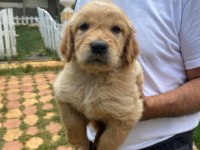Erkek golden retriever yavrumuz
