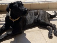1 Yaşında Erkek Cane Corso