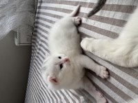 19.04.2025 Doğumlu Scottish fold yavrular mavi göz