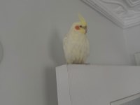 1 yaşında erkek sultan papağanı ele alışkın