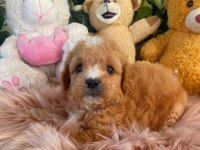 MALTİPOO BEBEKLERİM