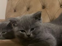 British Shorthair 2 Aylık