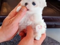 Maltese Terrier Sıfır Numara Ev Doğumlu Minişler