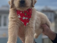 Baby face golden retriever yavrular