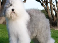 Çok Özel Bir Irk Poodle