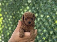Irk ve sağlık garantili Toy ve Teacup Poodle
