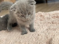 Scottish fold dişi ve erkek yavrular