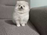 Sağlık ve ırk garantili Pomeranian minikler