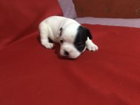 0-3 AYLIK FRENCH BULLDOG YAVRULARI