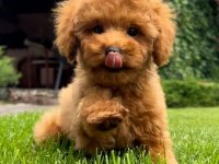 DÜNYA TATLISI POODLE YAVRULARI