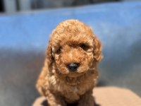 Bayram şekerleri poodle yeni yuvalarını arıyorlar