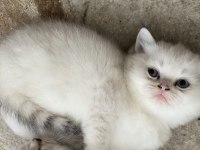 Dişi Black Golden Point 2,5 aylık British Shorthair