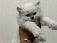 Kar topu yavru kediler aşırı uysal ve sevimliler
