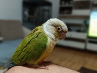 Pineapple Conure