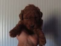 Premıum Kalite Toy Poodle Yavruları