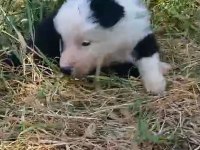 Border collie yavrum