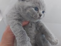 BLUE DİŞİ ERKEK BRITISH SHORTHAIR YAVRULARIMIZ