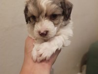 Terrier yavrularımıza acil yuva aranıyor