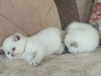 Safkan british shorthair açıklamayı okuyun lütfen