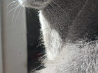 Sakin British shorthair kedimiz çocuk alerjisi kaynaklı