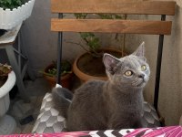 İri Yapılı Show Kalite Erkek British Shorthair Yavru