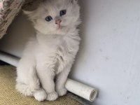 Mavi Gözlü British Longhair Bebeklerimiz
