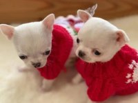 White Chihuahua Teacup Mini Boy Yavrular Geldi