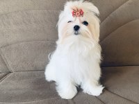 SAFKAN KORE DİŞİ TEACUP MALTESE 1.650 kg