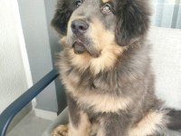 Dünyanın En Değerli Köpeği Tibet Mastifi