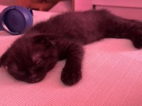 Oyuncu scottish fold kızım