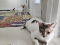 1 yaşında calico iki kız kardeş kediler