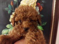 Kore poodle