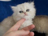 British Longhair2 aylık dişi ve erkek yavru
