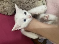Khoa Manee cinsi Mia yeni aile arıyor