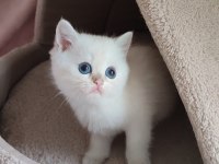 Safkan British Shorthair