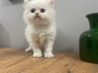 Mükemmel peluş gibi dişi british longhair bebeğim