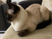 11 AYLIK SİYAM KEDİSİ DİŞİ