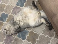 Scottish Fold Silver