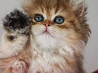 A kalite british longhair yavrularımız rezerveye açık