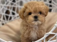 Teacup Koyu Renkli Maltipo Yavrularımız