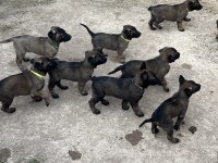Maskeli malinois yavrular