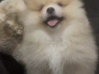Erkek Tombik Çok Tatlı Pomeranian