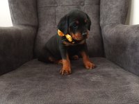 Rottweiler yavrumuz