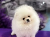 Ayı surat Pomeranian Boo yavrularımız