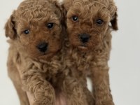 TÜY DÖKMEYEN KOKU YAPMAYAN TOY POODLE