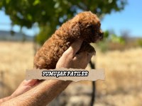 ORİJİNAL TOY POODLE