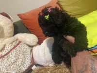 Siyah inci poodle bebekler