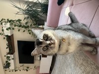 8 Aylık Kedimi Sahiplendiriyorum